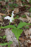 White trillium